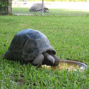ALDABRA BREEDER