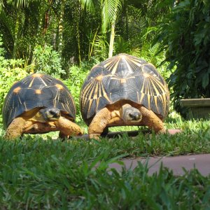 ALDABRA BREEDER