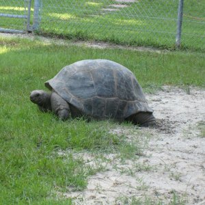 ALDABRA BREEDER
