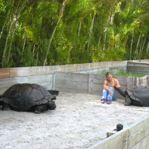 ALDABRA BREEDER