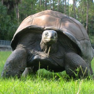 ALDABRA BREEDER