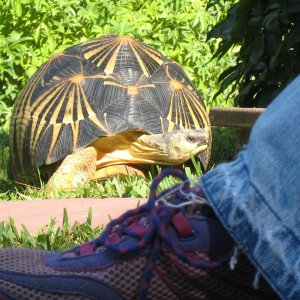 ALDABRA BREEDER