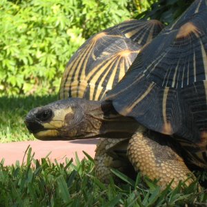 ALDABRA BREEDER