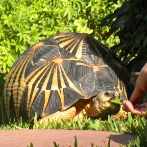 ALDABRA BREEDER