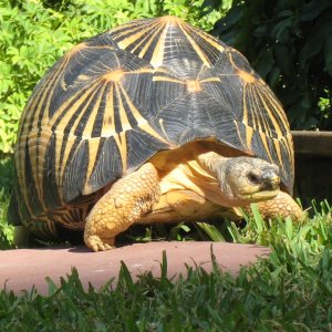 ALDABRA BREEDER