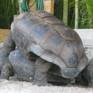 ALDABRA BREEDER