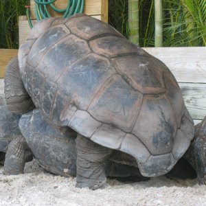 ALDABRA BREEDER