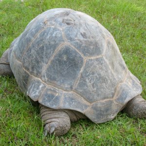 ALDABRA BREEDER