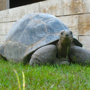 ALDABRA BREEDER