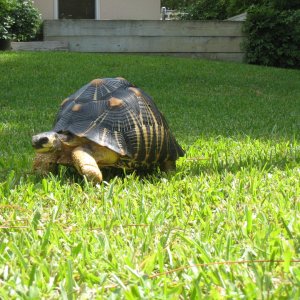 ALDABRA BREEDER