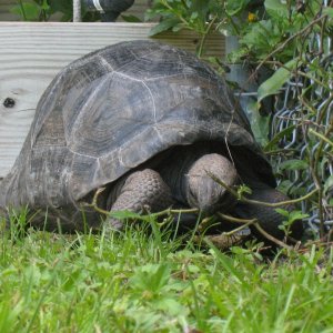 ALDABRA BREEDER