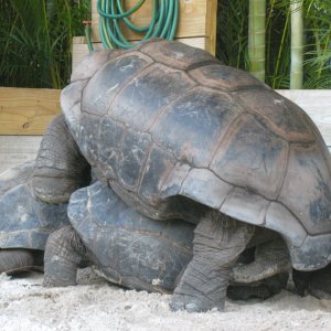 ALDABRA BREEDER