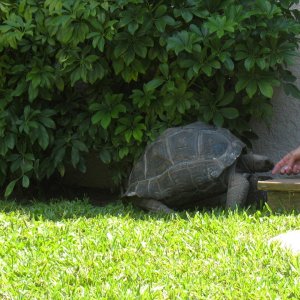 ALDABRA BREEDER