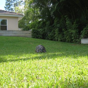 ALDABRA BREEDER