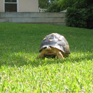 ALDABRA BREEDER