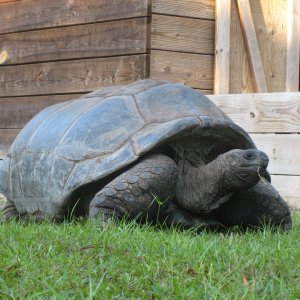 ALDABRA BREEDER
