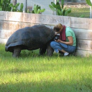 ALDABRA BREEDER
