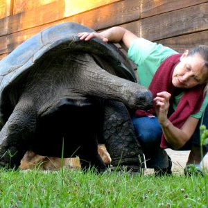ALDABRA BREEDER