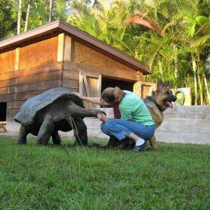 ALDABRA BREEDER