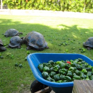 ALDABRA BREEDER