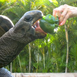 ALDABRA BREEDER