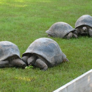 ALDABRA BREEDER