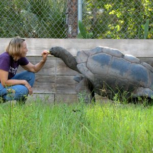 ALDABRA BREEDER