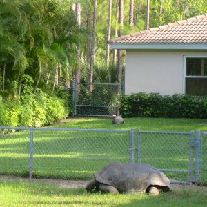 ALDABRA BREEDER