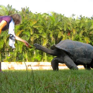 ALDABRA BREEDER