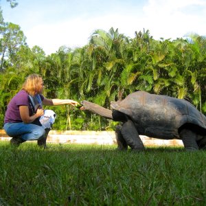 ALDABRA BREEDER