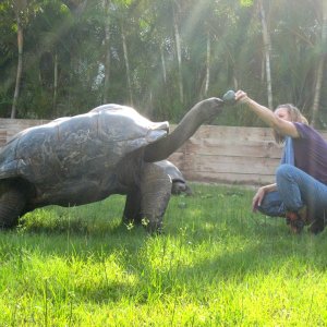 ALDABRA BREEDER