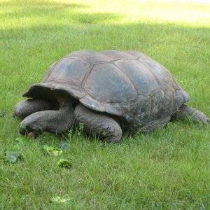 ALDABRA BREEDER