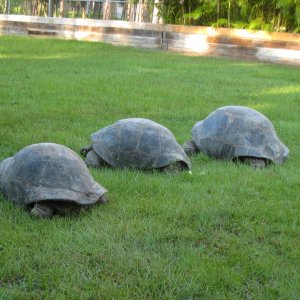 ALDABRA BREEDER