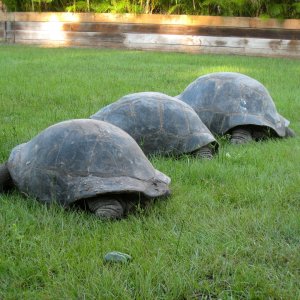 ALDABRA BREEDER