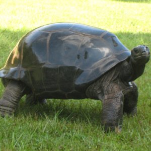 ALDABRA BREEDER