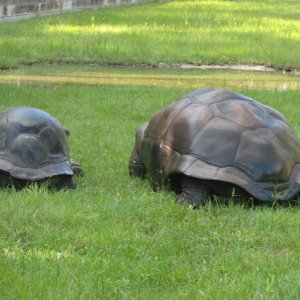 ALDABRA BREEDER