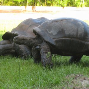 ALDABRA BREEDER