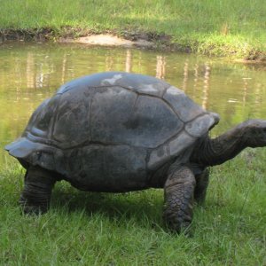 ALDABRA BREEDER