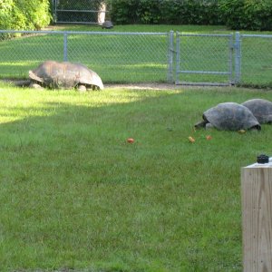 ALDABRA BREEDER