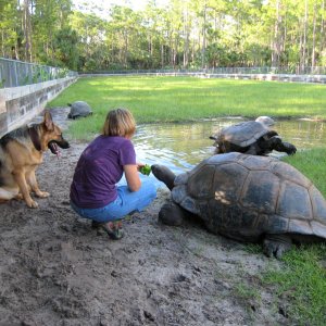 ALDABRA BREEDER