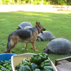 ALDABRA BREEDER