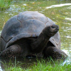 ALDABRA BREEDER