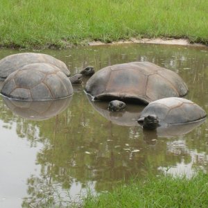 ALDABRA BREEDER