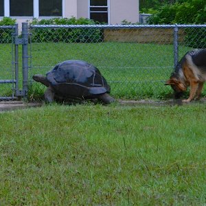 ALDABRA BREEDER
