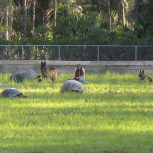 ALDABRA BREEDER