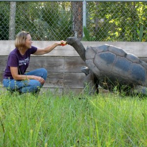ALDABRA BREEDER