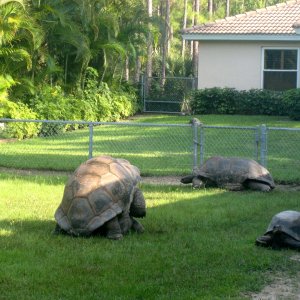 ALDABRA BREEDER