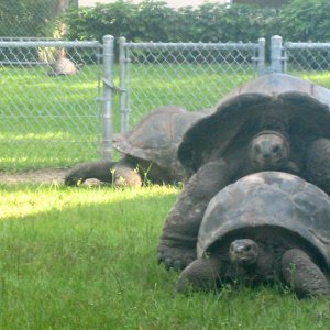ALDABRA BREEDER