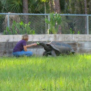 ALDABRA BREEDER