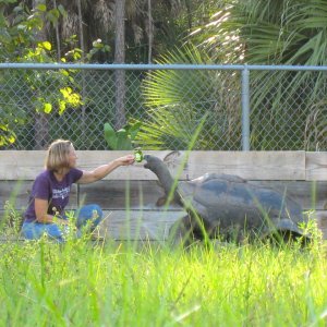 ALDABRA BREEDER